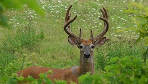 Pytliaci nelegálne ulovili 73 trofejí poľovnej zveri