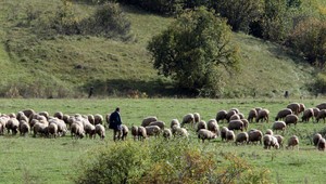 Pozor na výrobky zo salaša, hrozí encefalitída