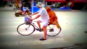 VIDEO. Pes je najlepší priateľ človeka, aj pre toto...