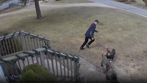 Žiadny strážny pes, ale hydina. Poštára naháňali rozhnevané moriaky