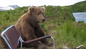 VIDEO: Medveď si zašiel na rybačku