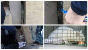 Záchranári rozbili stenu, aby vytiahli uviaznutú mačku