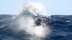 UNIKÁTNE VIDEO. Delfíni sa doslova zviezli na veľrybe