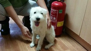 Šteňa vyhodili do kontajnera. Našlo si rodinu u hasičov