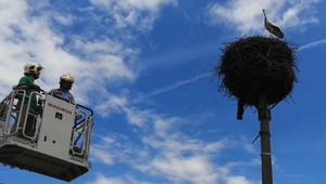 Hasiči pomáhali pri záchrane zraneného bociana: Ak by sa tak nestalo, mláďa by zrejme zahynulo