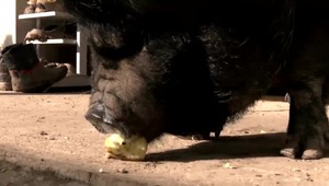 Kuriózny prípad prasiatka, ktoré požulo 50 eurovú bankovku