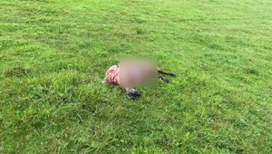 Vlci zabili až 28 gravidných oviec. Tentoraz sa opovážili ísť do centra dediny