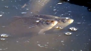 Výlov kaprov na vianočný stôl začal. Desiatky kilogramov rýb lovili študenti