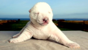 Polárny medvedík Siku sa stal hviezdou internetu