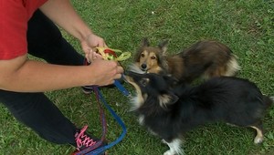 Nebezpečné psy majú dostať šnúrky...