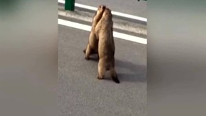 VIDEO: Svište si vybavovali účty uprostred cesty