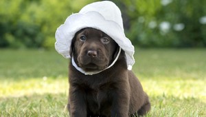 Záchrana zraneného šteniatka pri Nitre. Niekto ho porezal