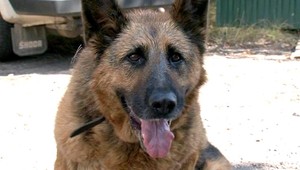 Utýraná Hektorka sa nevzdáva! Pomáha jej aj špeciálny vozík