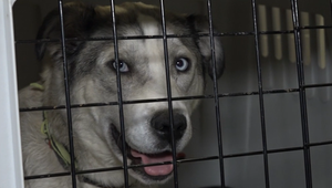 Týranie zvierat je červená čiara. Štát pritvrdí voči množiarňam