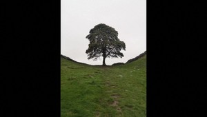 Muži vinní zo spílenia známeho javora si vo väzení odsedia vyše 4 roky