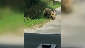 VIDEO: Obyvatelia dedinky vo Veľkej Fatre sa boja vyjsť z domu, ohrozujú ich medvede