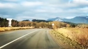 VIDEO: Stádo jeleňov si to razí priamo cez cestu. Romantika sa môže skončiť tragicky