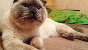 Občania sibírskeho mesta si zvolili za primátora kocúra Barsika