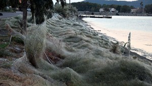 Neobyčajný úkaz. Obrovská pavučina zahalila pobrežie Grécka