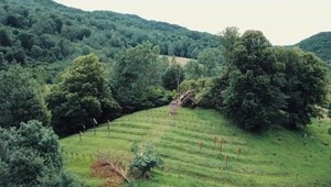 Aktivisti žiadajú, aby nám odobrali certifikát Unesco pre ťažbu dreva, ktorá ničí Karpatské bukové pralesy