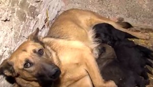 Majitelia psov majte sa na pozore! Ministerstvo pôdohospodárstva upozorňuje na výskyt pseudobesnoty