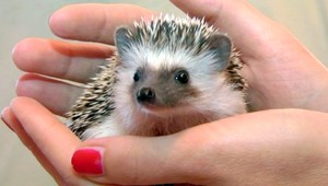 Pichľavé klbko ako domáci miláčik. Pozrite sa na miniježka