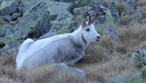 VIDEO: Občas sa príroda pohrá. Behajú v nej úplne biele zvieratá, albíni