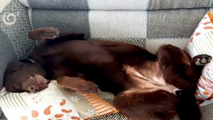 Majiteľke sa stratili labradory, prosí o pomoc