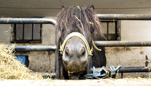 Dievča chcelo zachrániť poníka pred usmrtením. Nechala ho poslať k babičke