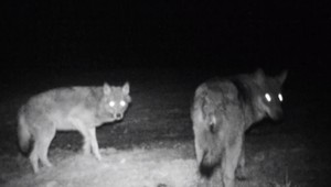 Loviť, či neloviť. Odstrel vlka sa stal otázkou číslo jedna na rôznych ministerstvách