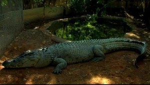 Osedlal si lenivého krokodíla. Našťastie, vďaka tomu prežil