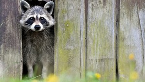 Hasičov volali k mývalovi otupenému marihuanou. Stačilo nechať ho vyspať