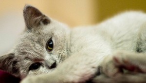 tvojenoviny: Stratila sa Amélia, malé prítulné mačiatko!