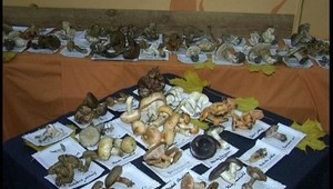 Huby a plody možno zbierať len v troch národných parkoch