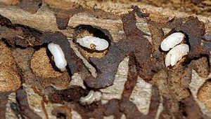 Na Horehroní by sa mohla pre lykožrúta vyhlásiť mimoriadna situácia