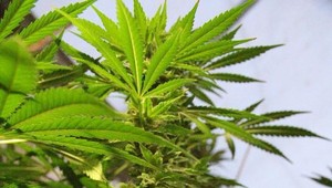 Európska únia rozbehla legalizáciu konope, obmedzená bude ale na liečebné účely