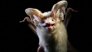 Toto je najdrsnejší netopier na svete!