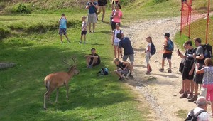 Ľudia sa stále pokúšajú o fotky s  jeleňom z Hrebienka. Ide pritom o zviera, ktoré môže nebezpečne ublížiť