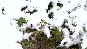 Prekvapenie na máj? V niektorých častiach Slovenska zaskočila ľudí nádielka snehu