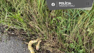FOTO: Na ceste pri Šamoríne sa plazili exotické hady