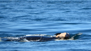 Matka sa nevzdala svojho potomka ani po dvoch dňoch