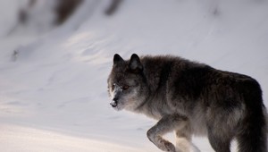 Vlci by sa u nás ani nemuseli strieľať, myslia si ochranári