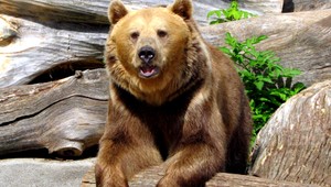 Medveď zaútočil na Michala, zahryzol sa mu do nohy