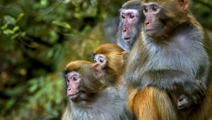 Skutočné Jumanji: Z výskumného centra utieklo 43 opíc