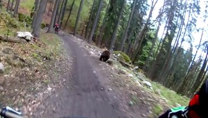 Cyklista, ktorého naháňal medveď, sa vrátil na miesto stretnutia