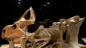 Dinosaury sa z vajíčok liahli po troch až šiestich mesiacoch