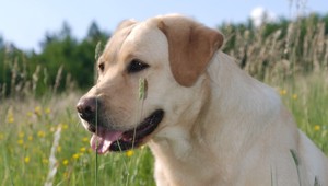 Labrador zaútočil na dievča (15), majiteľ psa je skúsený chovateľ