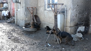 Túlavé psy terorizujú obec: Útoky sa stupňujú, riešenie chýba