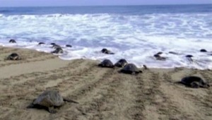 Turisti dostali stopku. Na krásnej pláži víkendovali úplne iné stvorenia