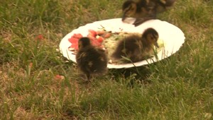 Káčatká sa vyliahli na netradičnom mieste. Ich mama vymenila miesto pri jazere